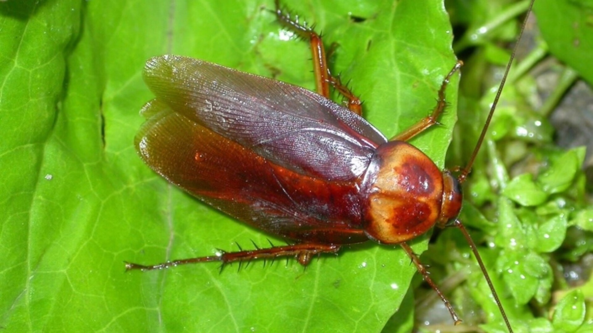 American Cockroach in Texas